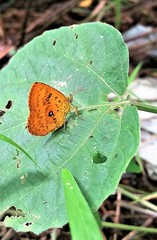 Tetragonus lycaenoides