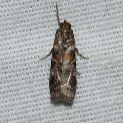 Dioryctria pygmaeella