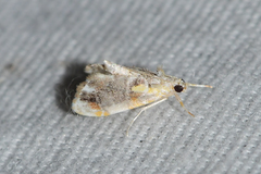 Glaphyria basiflavalis