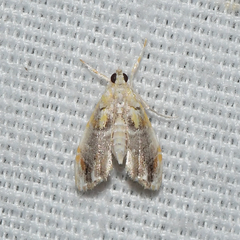 Glaphyria basiflavalis