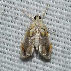 Glaphyria basiflavalis