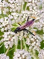 Exetastes suaveolens