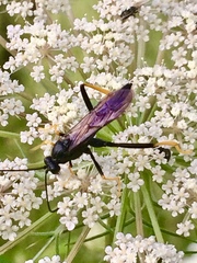 Exetastes suaveolens