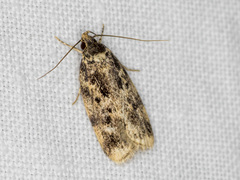 Barea atmophora