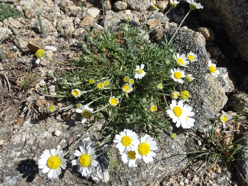 Mountain Dog-daisy
