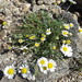 Mountain Dog-Daisy - Photo (c) Thomas Koffel, some rights reserved (CC BY), uploaded by Thomas Koffel