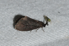 Cryptothelea gloverii