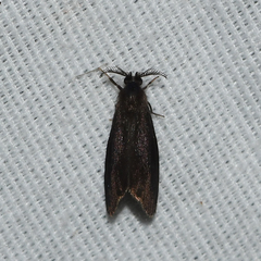 Cryptothelea gloverii