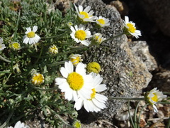 Anthemis cretica