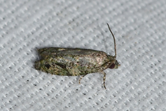 Proteoteras implicata