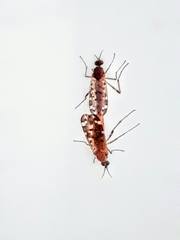 Sylvicola alternatus