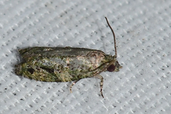 Proteoteras implicata