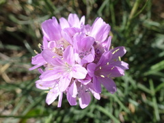 Armeria malinvaudii