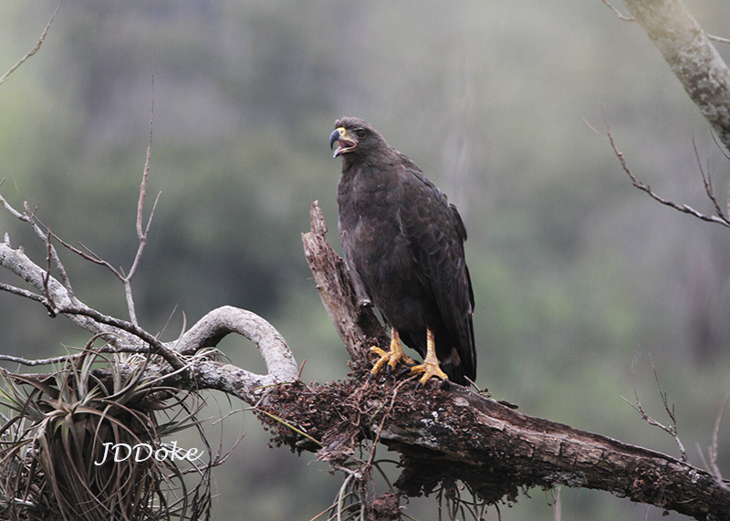 Águila Solitaria (Buteogallus solitarius) · NaturaLista Colombia