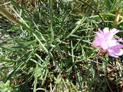 Armeria malinvaudii