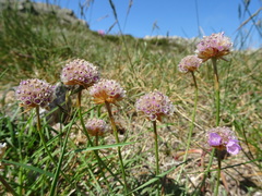 Armeria malinvaudii