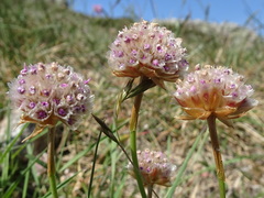 Armeria malinvaudii