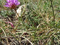 Armeria malinvaudii