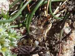 Phyllomorpha laciniata