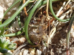 Phyllomorpha laciniata