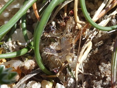 Phyllomorpha laciniata