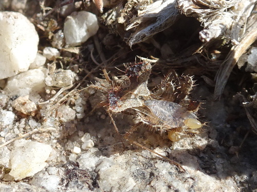 Golden Egg Bug