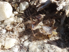 Phyllomorpha laciniata