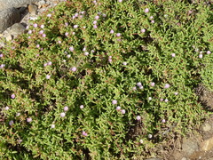 Delosperma patersoniae