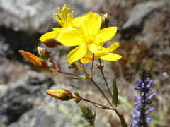 Hypericum linariifolium