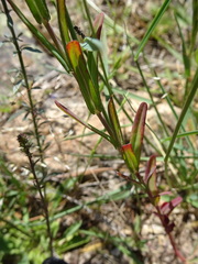 Hypericum linariifolium