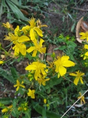 Hypericum perforatum