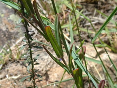 Hypericum linariifolium