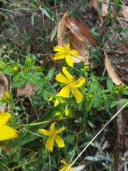 Hypericum perforatum