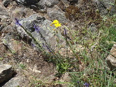 Hypericum linariifolium