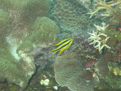 Neoglyphidodon nigroris