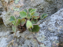 Asarina procumbens