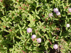 Delosperma patersoniae