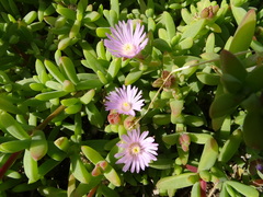 Delosperma patersoniae