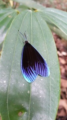 Pompelon marginata