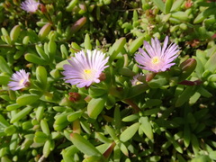 Delosperma patersoniae