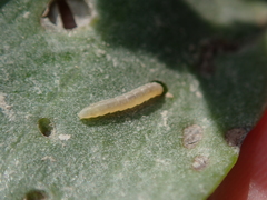 Bucculatrix maritima