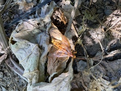 Megarhyssa macrurus icterosticta