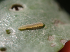 Bucculatrix maritima