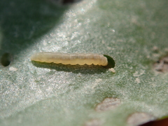 Bucculatrix maritima