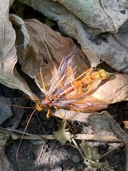 Megarhyssa macrurus icterosticta