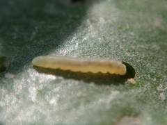 Bucculatrix maritima