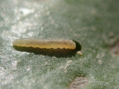 Bucculatrix maritima