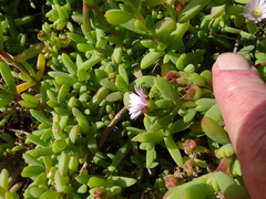 Delosperma patersoniae