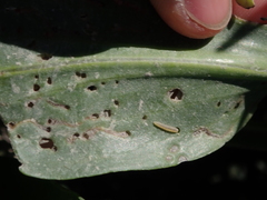 Bucculatrix maritima