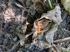 Megarhyssa macrurus icterosticta